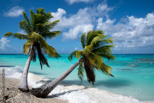 Palm Trees Blue Water Sunny photo