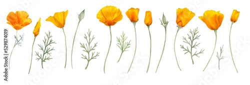 Watercolor california orange poppies isolated. Hand painted illustration with sunny bright orange and yellow flowers to design invitations, postcards and other print
