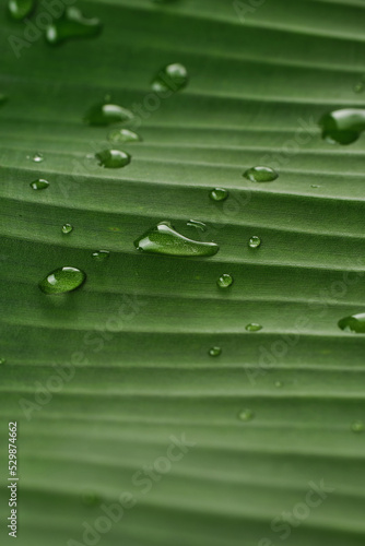 Dew on Green banana leaves line texture