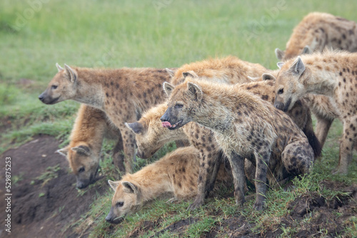 Clan of spotted hyenas on the banks looking while one hyena has tongue out licking its nose in the African bush of Masai Mara game reserve Kenya