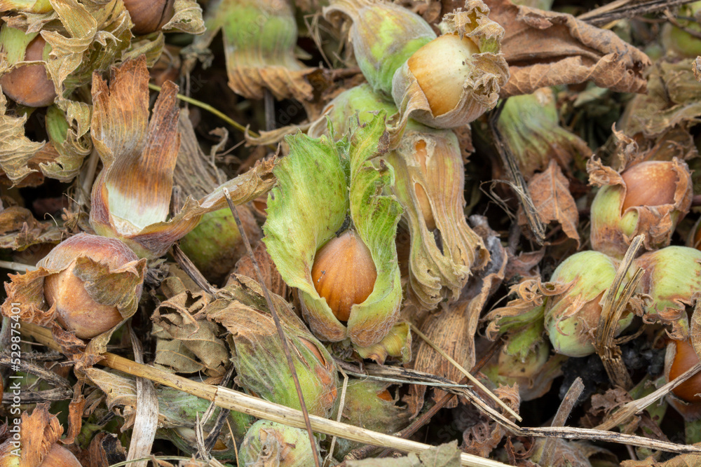 Pickled green shelled fresh hazelnuts. Green Hazelnuts. Pickled green shelled fresh hazelnuts. Green Hazelnuts.