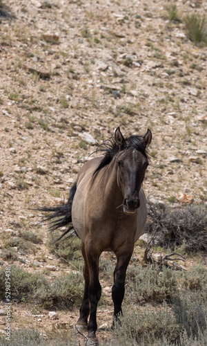 Wallpaper Mural Beautiful Wild Horse in Summer in Montana Torontodigital.ca