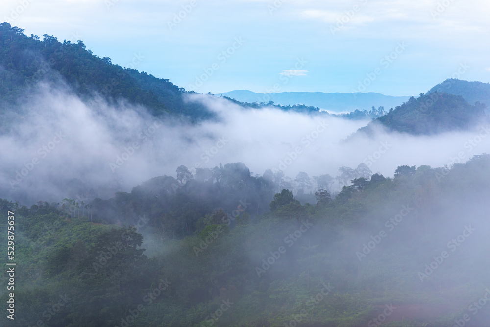 fog in the morning rain forest on the mountains in Southeast Asia.