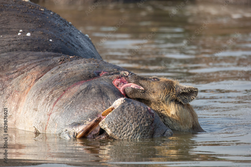 Fototapeta premium Spotted hyena in the water scavenging and licking hippopotamus cadaver. Wildlife on safari