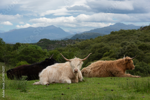 Highland Cows with Mountains