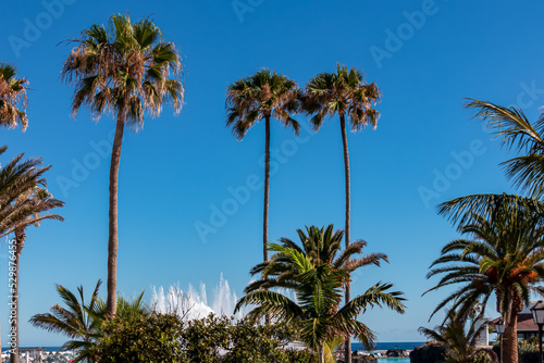 High tropical exotic palm trees standing in front of the water park Lago Martianez in tourist town Puerto de la Cruz  Tenerife  Canary Islands  Spain  Europe. Big water fountain can be seen. Clear sky