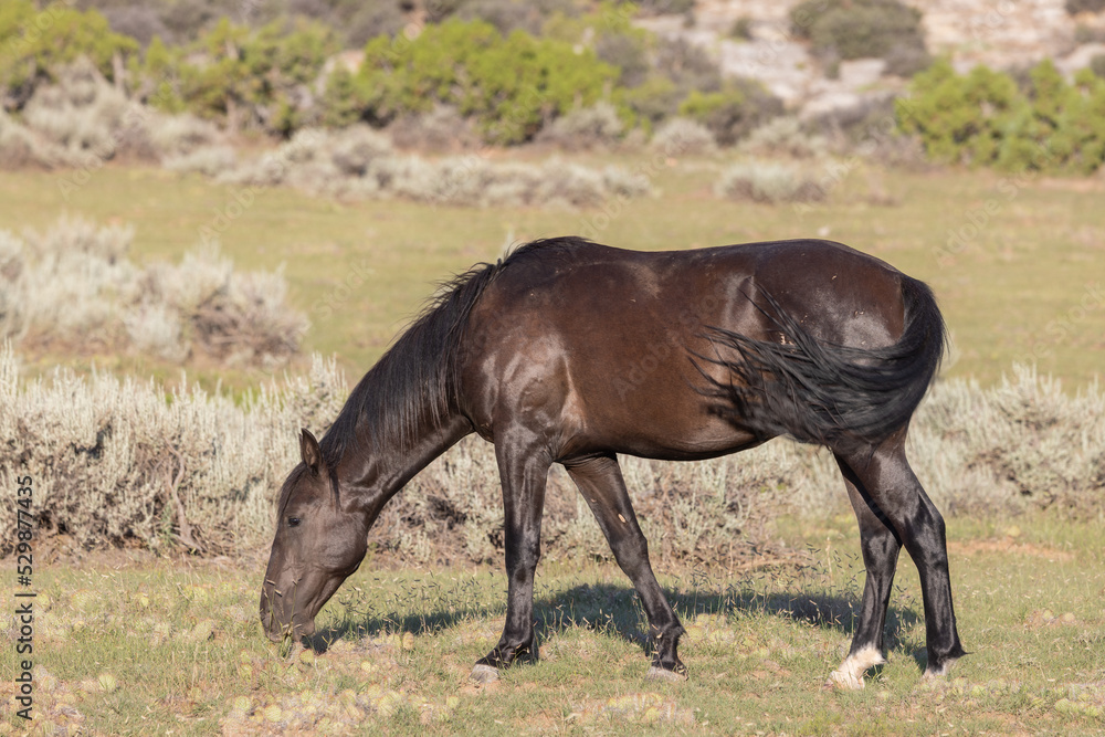 Beautiful Wild Horse in Summer in Montana Beautiful Wild Horse in Summer in Montana