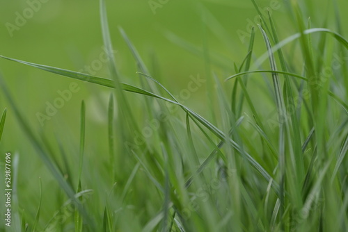 Green background with grass.