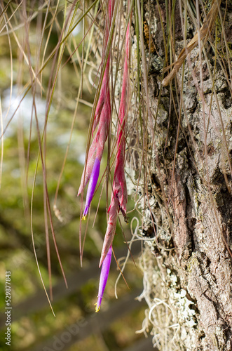 wild Tillandsia air plant flower, bloom close up.  purple tubular shape with yellow tip. Tillandsia bartramii aka Bartrams airplant native endemic to Florida photo