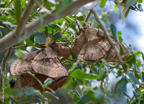 Two polyphemus moths Antheraea polyphemus mating in host plant oak tree. photo