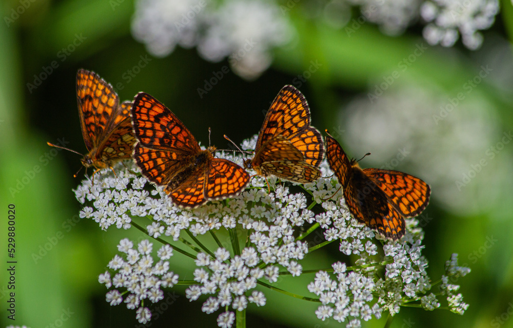 Obraz premium butterfly on a flower