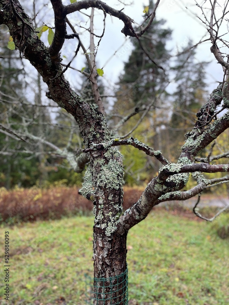Fototapeta premium old oak tree