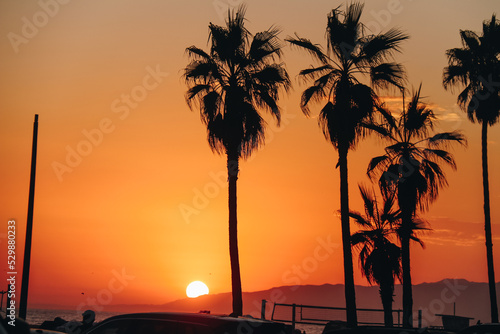 sunset in Venice beach w palmtrees photo