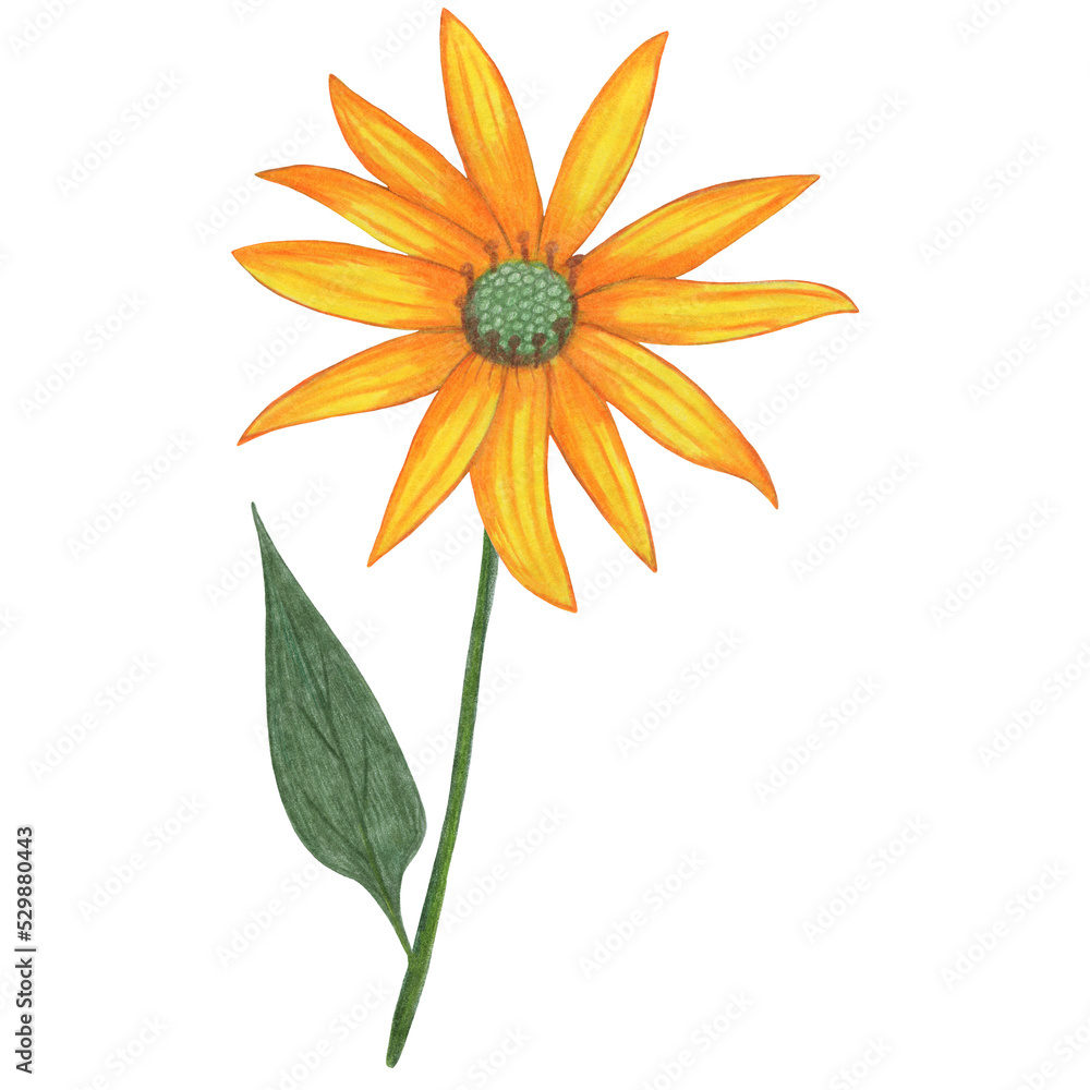 Yellow Topinambur with Green Leaves Isolated on White Background. Jerusalem Artichoke Flower Element Drawn by Colored Pencil. Yellow Topinambur with Green Leaves Isolated on White Background. Jerusalem Artichoke Flower Element Drawn by Colored Pencil.