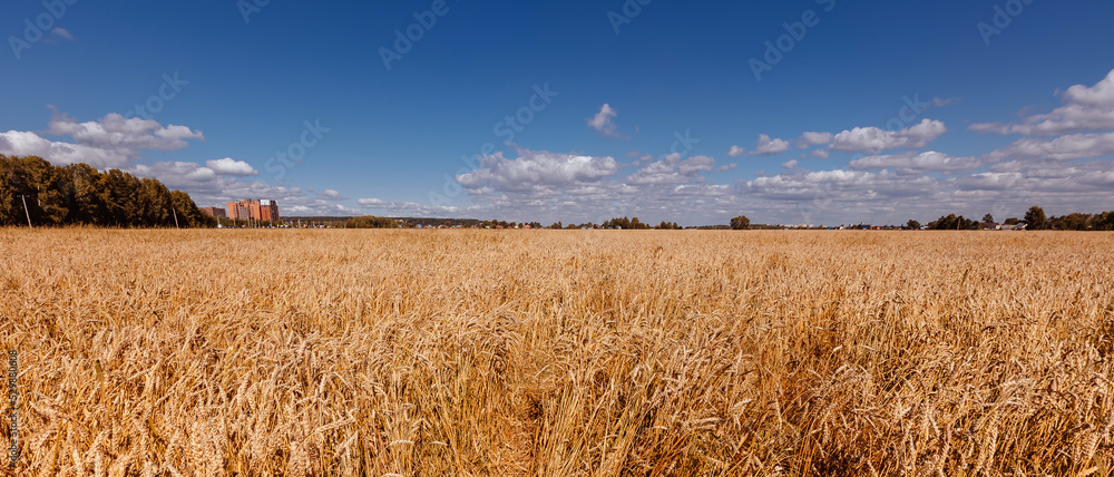Fototapeta premium Ears of golden wheat field. Beautiful rural harvest background sunlight with blue sky, down view