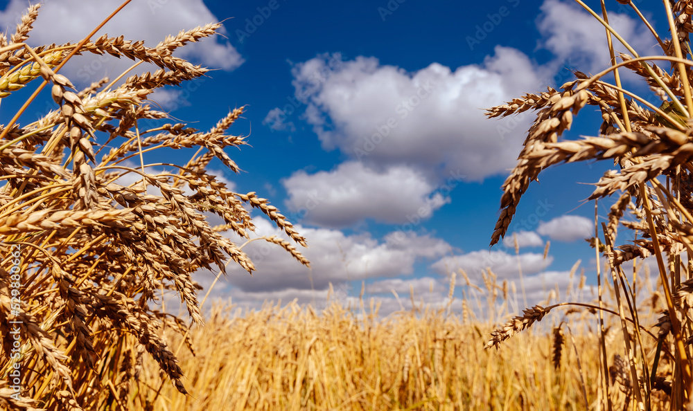 Fototapeta premium Close up macro Wheat field with golden spikelets, blue sky