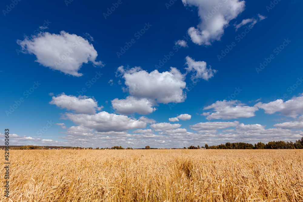 Background ripe golden wheat field with blue sky summer day, wide view. Concept agricultural industry