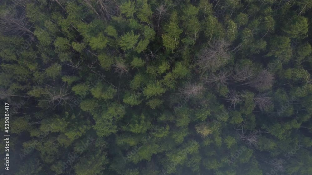 firefighter puts out a big epic forest fire, coniferous trees are burning, a lot of smoke, shooting from a drone 4k firefighter puts out a big epic forest fire, coniferous trees are burning, a lot of smoke, shooting from a drone 4k