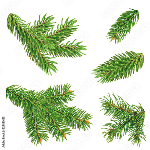 Xmas or New Year greeting card. Xmas green pine branches. Holiday . Isolated. spruce branch. fir-tree.