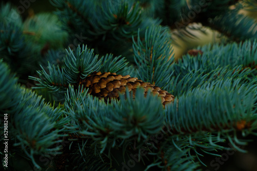 Background with branch blue spruce and cone lying it.