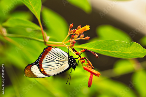 Usambara diadem butterfly closed wings photo