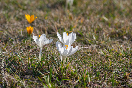 Field of flowering crocus vernus plants, group of bright colorful early spring flowers in bloom