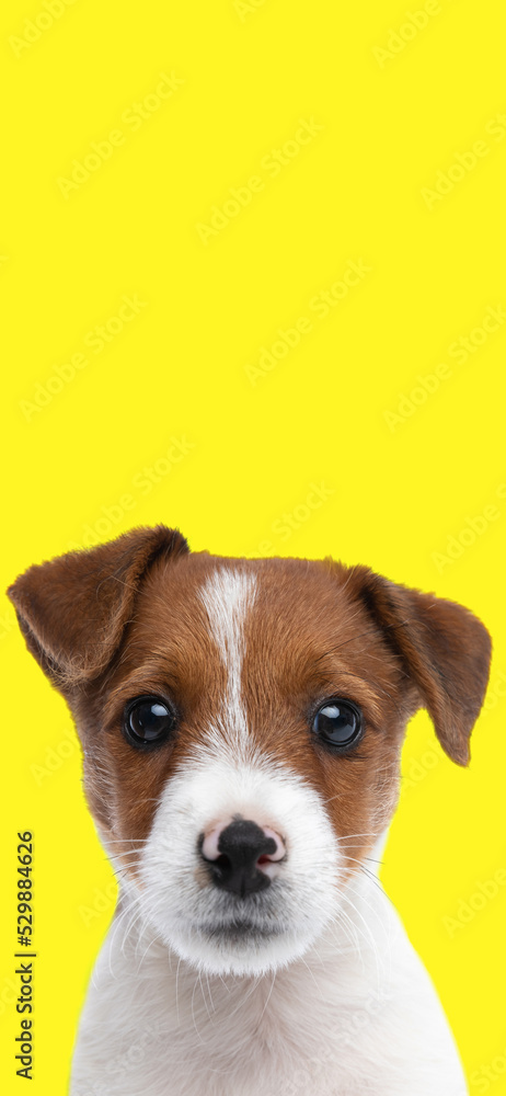cute small jack russel terrier dog on yellow background