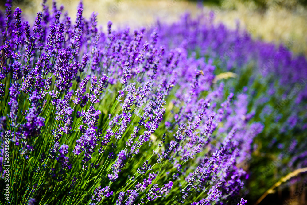 Close up view on a lavender bush