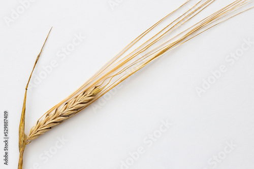 ear of barley