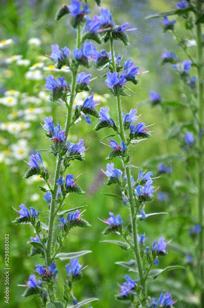 Obraz premium In the field among the herbs bloom Echium vulgare