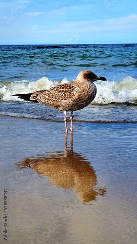 seagull on the beach © GrzegorzUrbaniak