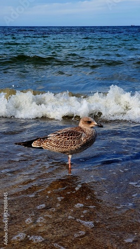 duck on the beach © GrzegorzUrbaniak