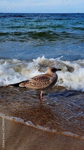 Seagull & breakwater © GrzegorzUrbaniak