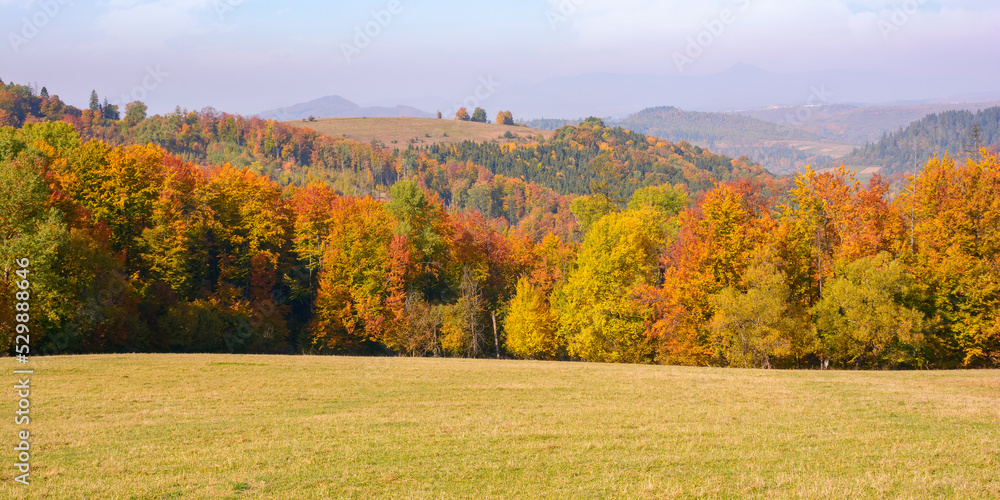 Fototapeta premium calm autumn morning in carpathian mountains. trees on the grassy hills. sunny autumn scenery of ukrainian countryside. beauty in nature concept