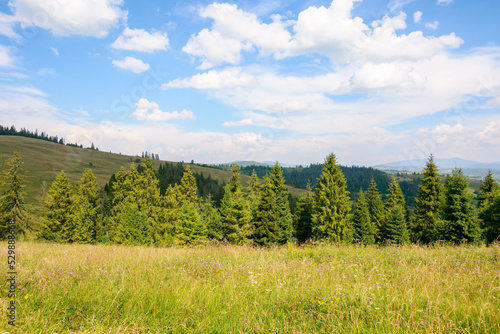 pasture and forest on the hill. sunny summer weather in carpathian mountains. green countryside scenery. puffy cumulus clouds on the blue sky. vacation and tourism season