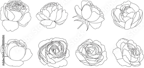 peony flowers set, peony buds, blossom wedding vector illustration