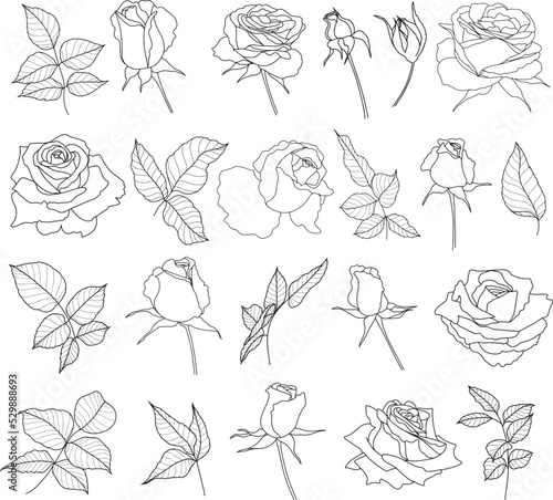 Line flowers hand drawn vector set, blossoming rose buds, closed buds, leaves, branches