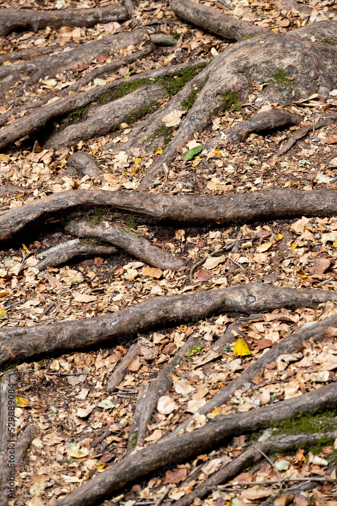 tree roots in the forest