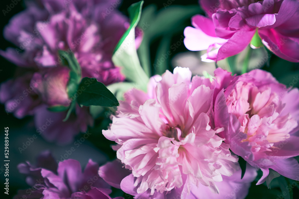 Lots of pink peonies in pastel colors close-up with green leaves, floral pattern. Design concept for a postcard. High quality photo Lots of pink peonies in pastel colors close-up with green leaves, floral pattern. Design concept for a postcard. High quality photo