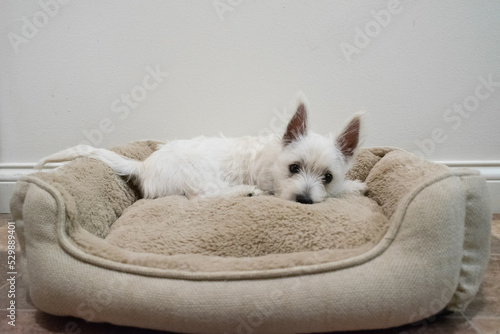 white puppy sitting on bed - Westie playing sleeping cute dog pet terrier