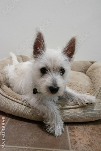 white puppy sitting on bed - Westie playing sleeping cute dog pet terrier