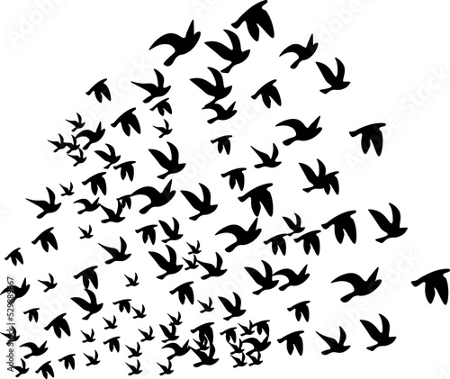 Herd of birds symbol  transparent backgrounds