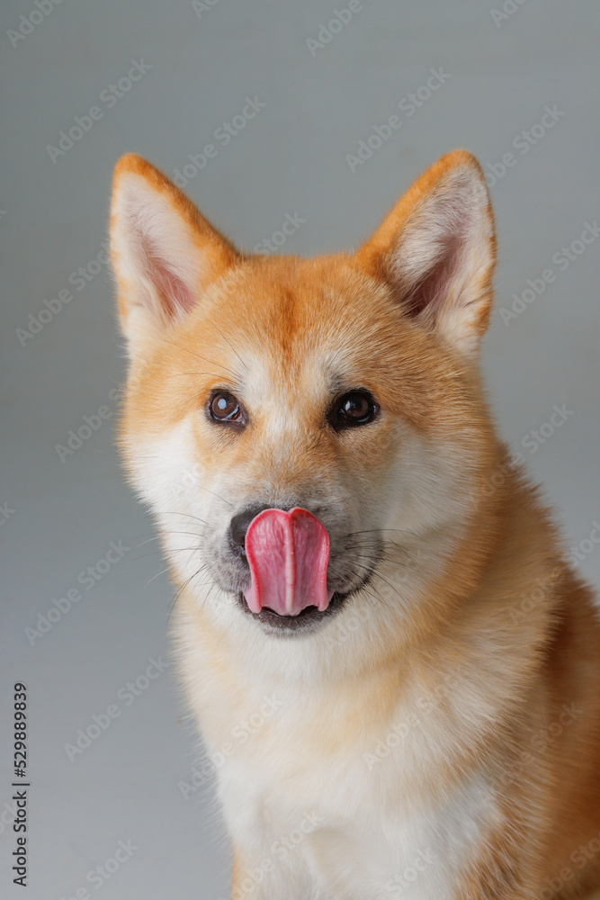 red dog japanese akita inu on a pink background close-up, the concept of love for dogs red dog japanese akita inu on a pink background close-up, the concept of love for dogs