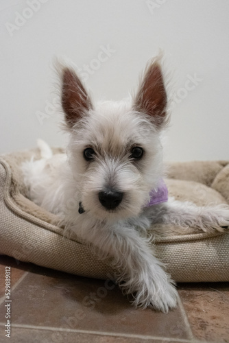 white puppy sitting on bed - Westie playing sleeping cute dog pet terrier