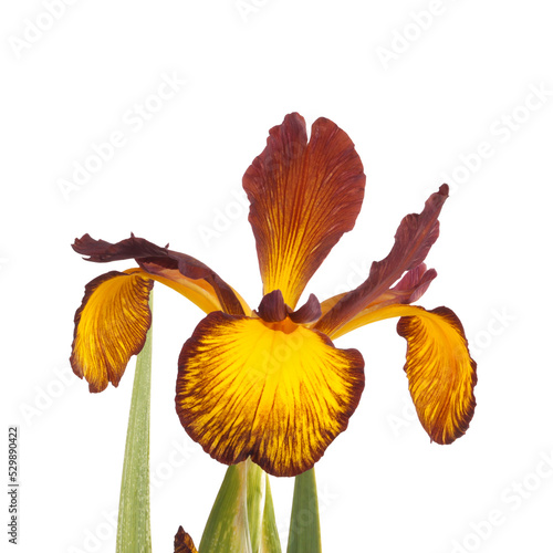 Stem with an open flower of a yellow and brown Spuria iris isolated