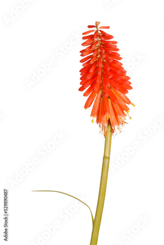 Single stem with bright orange flowers of the red hot poker, Kniphofia, also called Tritoma or torch lily, isolated photo