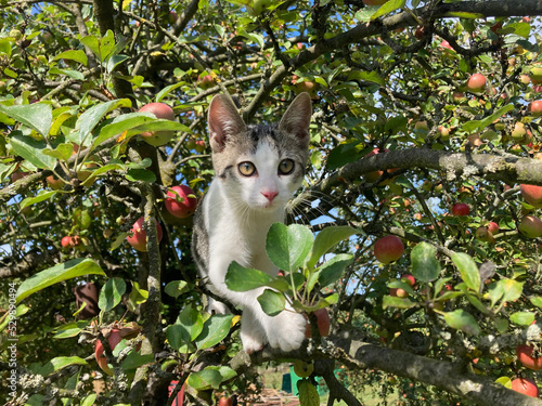 A little cat on an apple tree