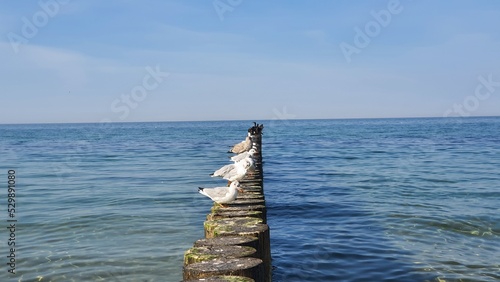 Seagull & breakwater © GrzegorzUrbaniak