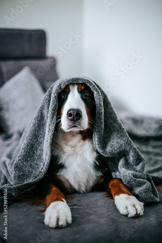 Bernese mountain dog posing inside. Autumn mood. Cute dog in bed.