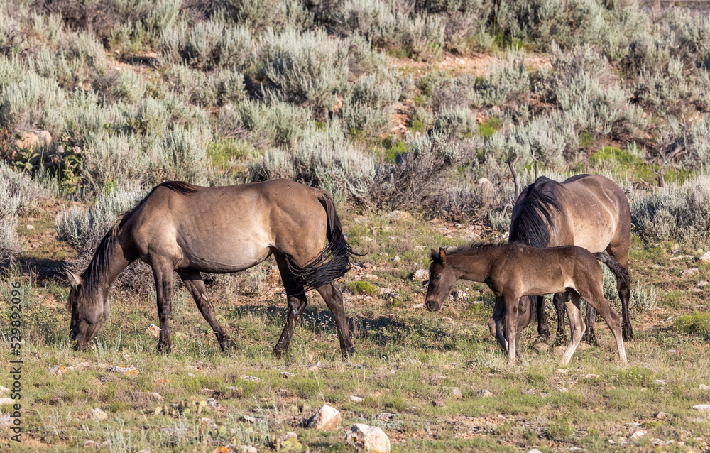 Wild Horses in Summer in Montana Wild Horses in Summer in Montana